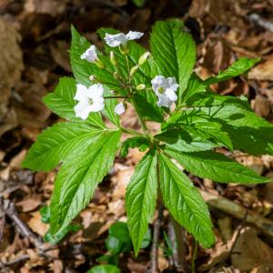 Photographie n°2512398 du taxon Cardamine heptaphylla (Vill.) O.E.Schulz