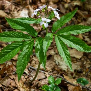 Photographie n°2512401 du taxon Cardamine heptaphylla (Vill.) O.E.Schulz