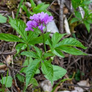 Photographie n°2512436 du taxon Cardamine pentaphyllos (L.) Crantz