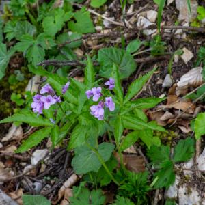 Photographie n°2512437 du taxon Cardamine pentaphyllos (L.) Crantz