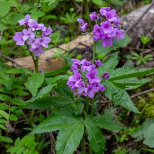 Photographie n°2512440 du taxon Cardamine pentaphyllos (L.) Crantz