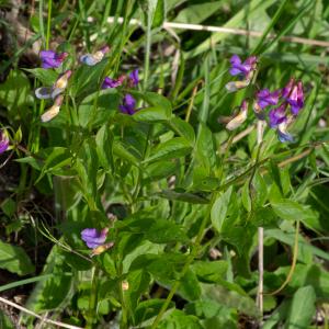 Photographie n°2512448 du taxon Lathyrus vernus (L.) Bernh.