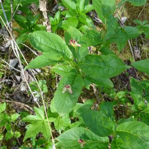 Photographie n°2512452 du taxon Lonicera alpigena L.