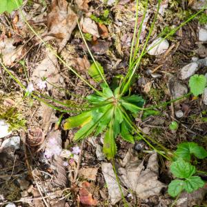 Photographie n°2512456 du taxon Androsace chaixii Gren.