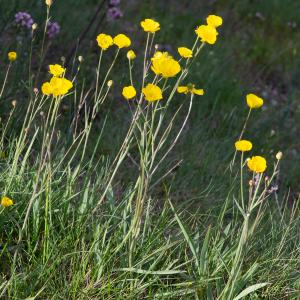 Photographie n°2512461 du taxon Ranunculus gramineus L.