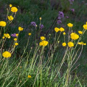 Photographie n°2512463 du taxon Ranunculus gramineus L.