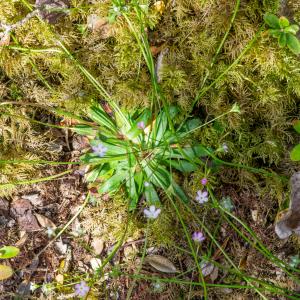 Photographie n°2512469 du taxon Androsace chaixii Gren.