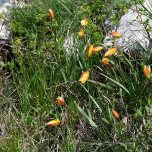 Photographie n°2512487 du taxon Tulipa sylvestris subsp. australis (Link) Pamp.