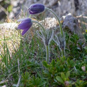 Photographie n°2512491 du taxon Anemone halleri All.