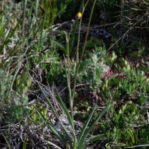 Photographie n°2512500 du taxon Ranunculus gramineus L.