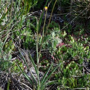 Photographie n°2512501 du taxon Ranunculus gramineus L.