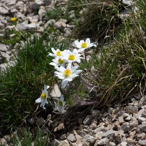 Photographie n°2512520 du taxon Anemone alpina subsp. alpina 