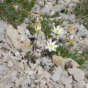 Photographie n°2512521 du taxon Anemone alpina subsp. alpina 