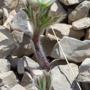 Photographie n°2512522 du taxon Anemone alpina subsp. alpina 