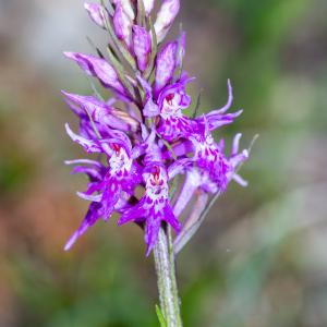 Photographie n°2512546 du taxon Dactylorhiza fuchsii (Druce) Soó