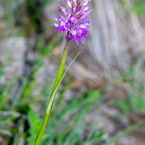 Photographie n°2512547 du taxon Dactylorhiza fuchsii (Druce) Soó