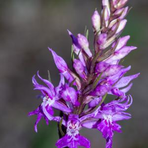 Photographie n°2512548 du taxon Dactylorhiza fuchsii (Druce) Soó