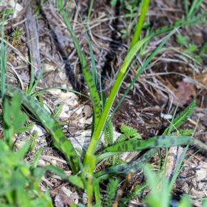 Photographie n°2512549 du taxon Dactylorhiza fuchsii (Druce) Soó