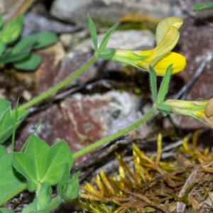 Photographie n°2512550 du taxon Lotus maritimus var. maritimus 