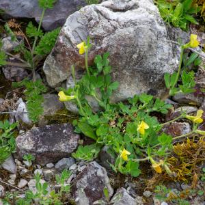 Photographie n°2512551 du taxon Lotus maritimus var. maritimus 