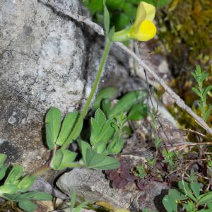  - Lotus maritimus var. maritimus 