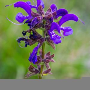 Photographie n°2512563 du taxon Salvia pratensis subsp. pratensis 