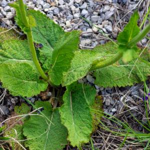  - Salvia pratensis subsp. pratensis 