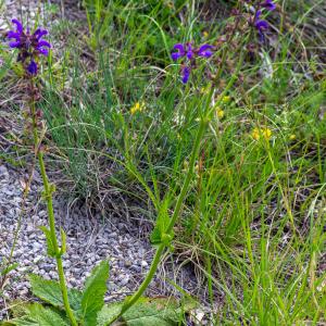  - Salvia pratensis subsp. pratensis 