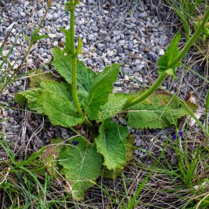  - Salvia pratensis subsp. pratensis 