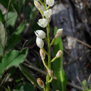 Photographie n°2512569 du taxon Cephalanthera longifolia (L.) Fritsch