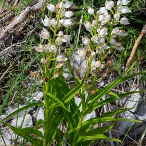 Photographie n°2512572 du taxon Cephalanthera longifolia (L.) Fritsch