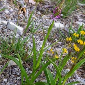 Photographie n°2512576 du taxon Gymnadenia conopsea (L.) R.Br.