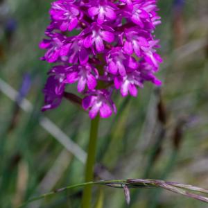 Photographie n°2512601 du taxon Anacamptis pyramidalis (L.) Rich.