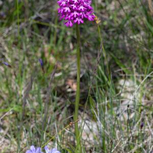 Photographie n°2512603 du taxon Anacamptis pyramidalis (L.) Rich.