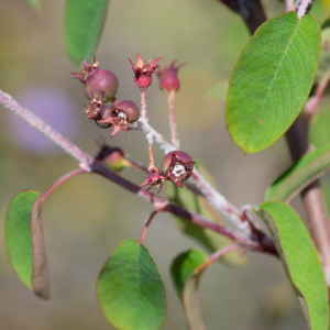 Photographie n°2512609 du taxon Cotoneaster nebrodensis (Guss.) K.Koch [1853]