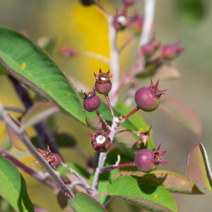 Photographie n°2512611 du taxon Cotoneaster nebrodensis (Guss.) K.Koch [1853]