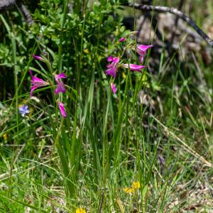 Photographie n°2512657 du taxon Gladiolus italicus Mill.