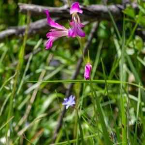 Photographie n°2512658 du taxon Gladiolus italicus Mill.