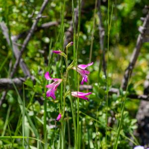 Photographie n°2512659 du taxon Gladiolus italicus Mill.