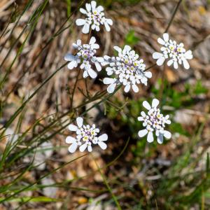 Photographie n°2512664 du taxon Iberis pinnata L.