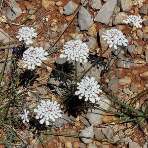 Photographie n°2512665 du taxon Iberis pinnata L.