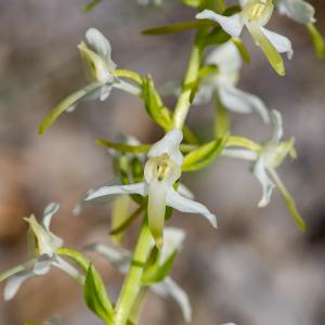 Photographie n°2512683 du taxon Platanthera bifolia (L.) Rich.