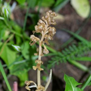 Photographie n°2512691 du taxon Neottia nidus-avis (L.) Rich.
