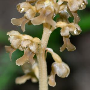 Photographie n°2512692 du taxon Neottia nidus-avis (L.) Rich.