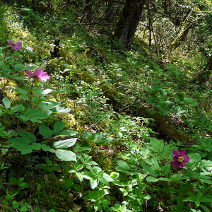 Photographie n°2512762 du taxon Paeonia mascula subsp. mascula 