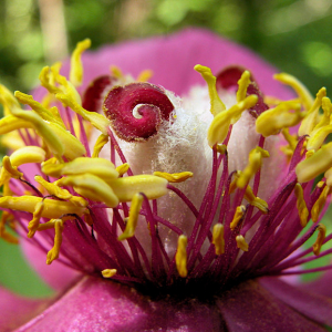 Photographie n°2512768 du taxon Paeonia mascula subsp. mascula 