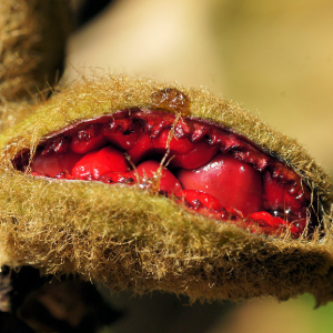 Photographie n°2512769 du taxon Paeonia mascula subsp. mascula 