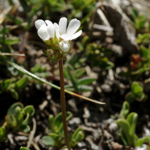 Photographie n°2512775 du taxon Androsace adfinis subsp. adfinis 