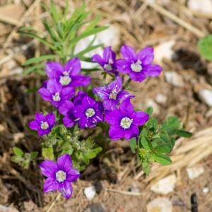 Photographie n°2512794 du taxon Legousia speculum-veneris (L.) Chaix