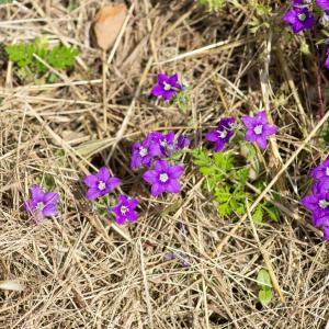 Photographie n°2512797 du taxon Legousia speculum-veneris (L.) Chaix